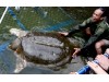 Vietnam mourns death of sacred turtle and speculates on omens for ruling communists