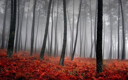 Description: Thảm đỏ trong rừng