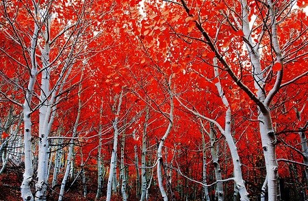 Description: Mùa thu mang những sắc màu rực rỡ cuối cùng trước khi bước vào một mùa đông giá lạnh