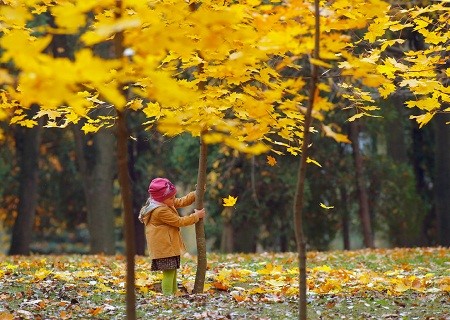Description: Một bé gái đang rung cây để lá vàng rơi xuống trong công viên ở Minsk, Belarus